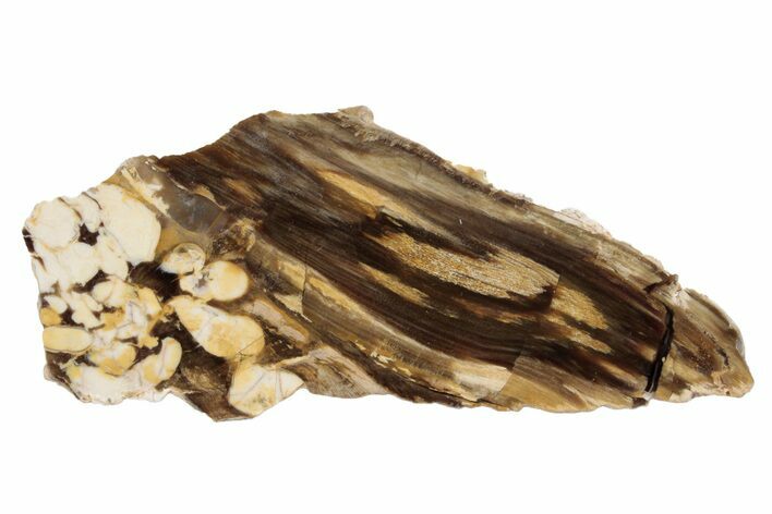 Petrified Peanut Wood Slab - Australia #239847